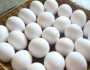استقرار أسعار البيض اليوم السبت 14-9- 2024 في بورصة الدواجن.. «البلدي بكام؟»