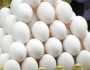 أسعار البيض اليوم الاثنين 7-10-2024 في بورصة الدواجن والأسواق