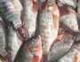 تراجع أسعار الأسماك في الأسواق المحلية اليوم السبت.. «البلطي بكام؟»
