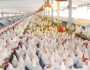 بورصة الدواجن تعلن تحديثا جديدا في أسعار الفراخ البيضاء.. اعرف التفاصيل