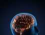 6 أطعمة مفيدة لصحة الدماغ.. تحسن وظائف المخ والحالة المزاجية