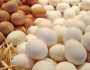 أسعار البيض اليوم الأربعاء 20-9-2023.. الأحمر بـ127 جنيها