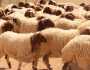 نصائح «حماية المستهلك» لاختيار خروف الأضحية قبل العيد.. ألا يقل عن عام