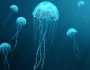 اليوم العالمي لقنديل البحر.. اكتشف سحر الكائنات الجيلاتينية وأسرارها في أعماق البحار