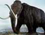 تفاصيل جديدة وراء انقراض أضخم حيوان من فصيلة الفيل.. ما هو الماموث الصوفي؟