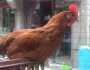 أرخص أماكن بيع الدجاج في المحافظات قبل أسبوع من شهر رمضان