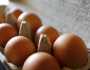 سعر كرتونة البيض اليوم السبت 16-11-2024 للمستهلك.. «اعرف البلدي بكام»