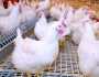 بورصة الدواجن اليوم الجمعة 22-11-2024.. اعرف أسعار الفراخ البيضاء