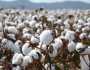 سعر قنطار القطن اليوم الأحد 10-11-2024 في المحافظات.. تفاصيل المزاد الأخير