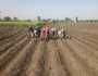 بدء زراعة العروة الثانية من محصول الفاصوليا البيضاء بالمنوفية