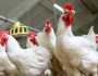بعد التراجع الكبير.. أسعار الدواجن البيضاء اليوم الأربعاء 16-10-2024