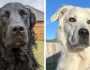 من الأسود إلى الأبيض.. مرض غريب يغير لون كلب خلال عامين