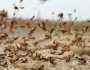 تحذيرات من تكاثر الجراد الصحراوي في اليمن