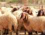 الصحة الحيوانية بسرت: لم نسجل أي إصابات للمواشي بمرض الحمى القلاعية