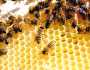 عكبر النحل .. تحسين الصحة العامة والأداء الرياضي والجهاز المناعي