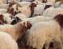 أسعار الأضاحي 2025.. موعد طرح الخراف والأبقار ‏بشوادر التموين ‏
