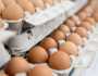 بـ 4 جنيهات.. شعبة المواد الغذائية تكشف أسباب انخفاض أسعار البيض بالأسواق