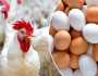 الحق اشتري.. مفاجأة جديدة في أسعار الفراخ والبيض اليوم الخميس 27 فبراير 2025