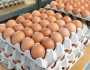 انخفاض كبير في أسعار البيض قبل شم النسيم.. والشعبة: هناك وفرة في المعروض