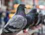 رؤية الحمام في المنام وهو يطير.. هل هي بشرى وعلامة خير للرائي؟