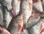 البلطى الصغير 60.88 جنيه.. أسعار السمك والجمبري اليوم الأحد 10 نوفمبر 2024