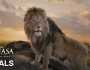 بعد عرضه في دور السينما.. تفاصيل فيلم «mufasa:The lion king»
