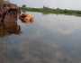 غرق 648 فدانا في المنوفية بسبب ارتفاع منسوب نهر النيل