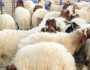 جهز أضحيتك للعيد الكبير.. سعر كيلو الخرفان قائم اليوم السبت 31 مايو 2025