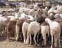 أسعار الأضاحي في مصر 2025 بالأسواق.. «الضحية وصلت كام الآن»