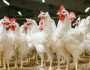 أسعار الفراخ البيضاء والبلدي اليوم في المنافذ والمحلات بعد انتهاء عيد الأضحى