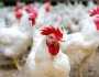 الفراخ البيضاء بكام؟.. أسعار الدواجن في مصر اليوم الثلاثاء 17 يونيو 2025