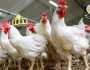 مجلس الوزراء ينفى شائعات إصابة الدواجن بفيروس وبائي