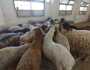 زراعة البحر الأحمر توفر خراف الأضاحي بسعر 220 جنيه للكيلو