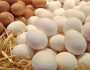يقترب من 100 جنيه للطبق.. انخفاض أسعار البيض
