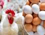الفراخ بكام النهارده؟.. أسعار الدواجن والبيض اليوم الأحد 19 أكتوبر 2025