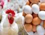 البانية بـ 150 جنيهًا.. أسعار الدواجن والبيض اليوم الأربعاء 23 - 8 - 2023