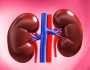 عادات اتبعها يوميا للحفاظ على كليتين بصحة جيدة.. تعرف عليهم