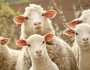 عيد الأضحى 2025.. أسعار الأبقار والماعز والخراف بالأسواق