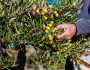 زراعة الكورة: اقطفوا الزيتون يدويا لهذا السبب