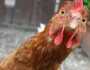شكاوى من ارتفاع أسعار الدواجن في الأردن قبيل رمضان .. وحماية المستهلك تحذر