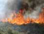 بإمكانيات كبيرة.. الجزائر تتأهب لحرائق الغابات