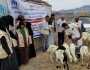 عمران .. توزيع أغنام لعدد من الأسر النازحة والفقيرة بحرف سفيان 