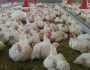 الزراعة تؤكد استمرار منع استيراد الدجاج المجمد حماية للإنتاج المحلي