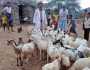 معالجة أكثر من 5800 رأس من المواشي في محافظة حجة