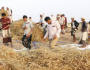 الحديدة.. تدشين حصاد القمح في مديرية الدريهمي
