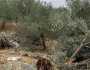 قوات العدو الصهيوني تجرف أراضي زراعية وتقتلع عشرات الأشجار جنوبي نابلس