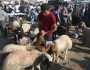 انخفاض أسعار المواشي في اليمن وتراجع الإقبال مع اقتراب عيد الأضحى
