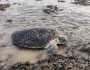 السلاحف البحرية في اليمن مهددة بالانقراض بسبب نقص الذكور نتيجة التغيّر المناخي