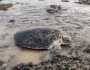 السلاحف البحرية في اليمن مهددة بالانقراض بسبب نقص الذكور نتيجة التغيّر المناخي