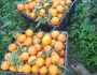 البرتقال الخارجي ينافس المنتج المحلي ويتسبب بكساد واسع للحمضيات اليمنية (تقرير)